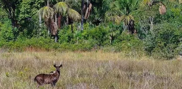 Não é mais lenda: 'veado preto' do Pantanal é confirmado pela ciência