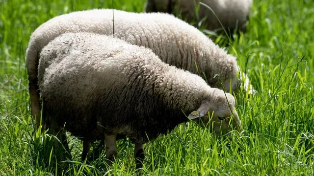 Vierbeinige Naturschützer: Schafsherde pflegt Wiese im Eichsfeld