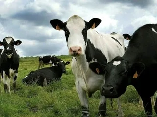 Pourquoi les chevaux portent-ils des œillères, mais pas les vaches ? On vous répond