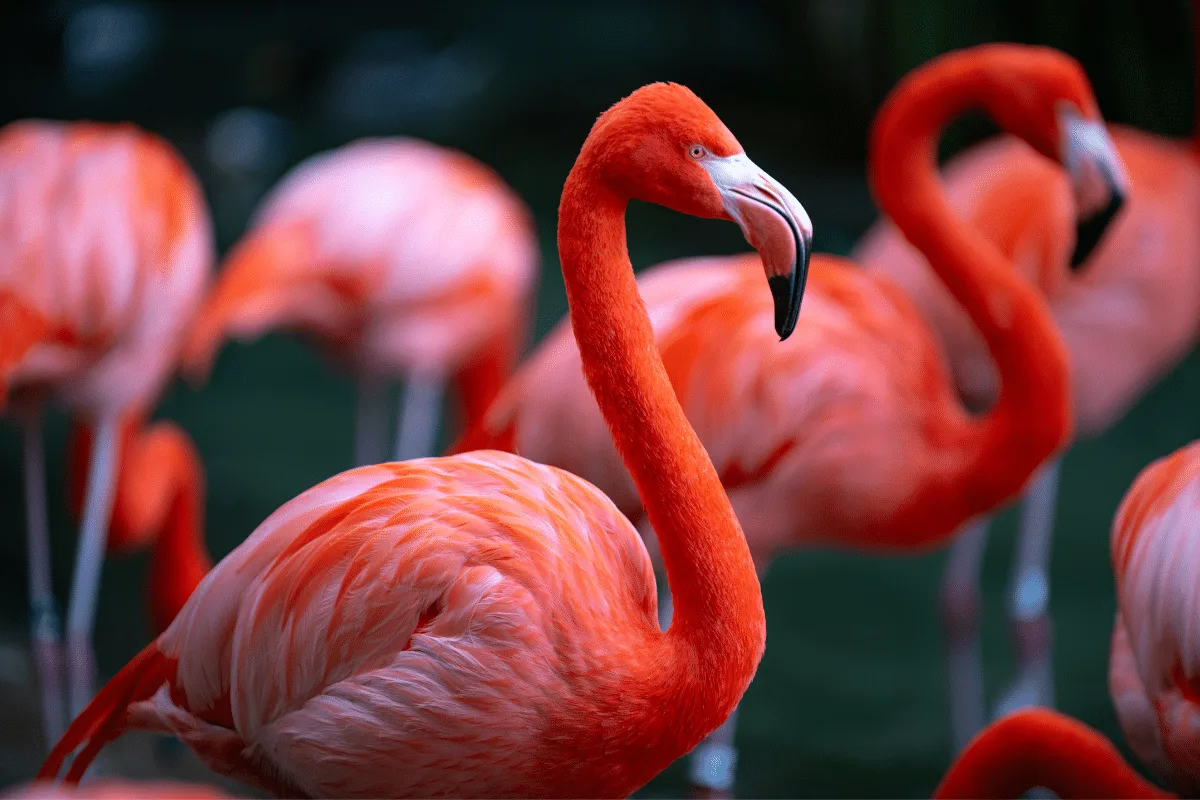 Flamingos nascem rosa? Descubra 7 fatos curiosos sobre essas aves
