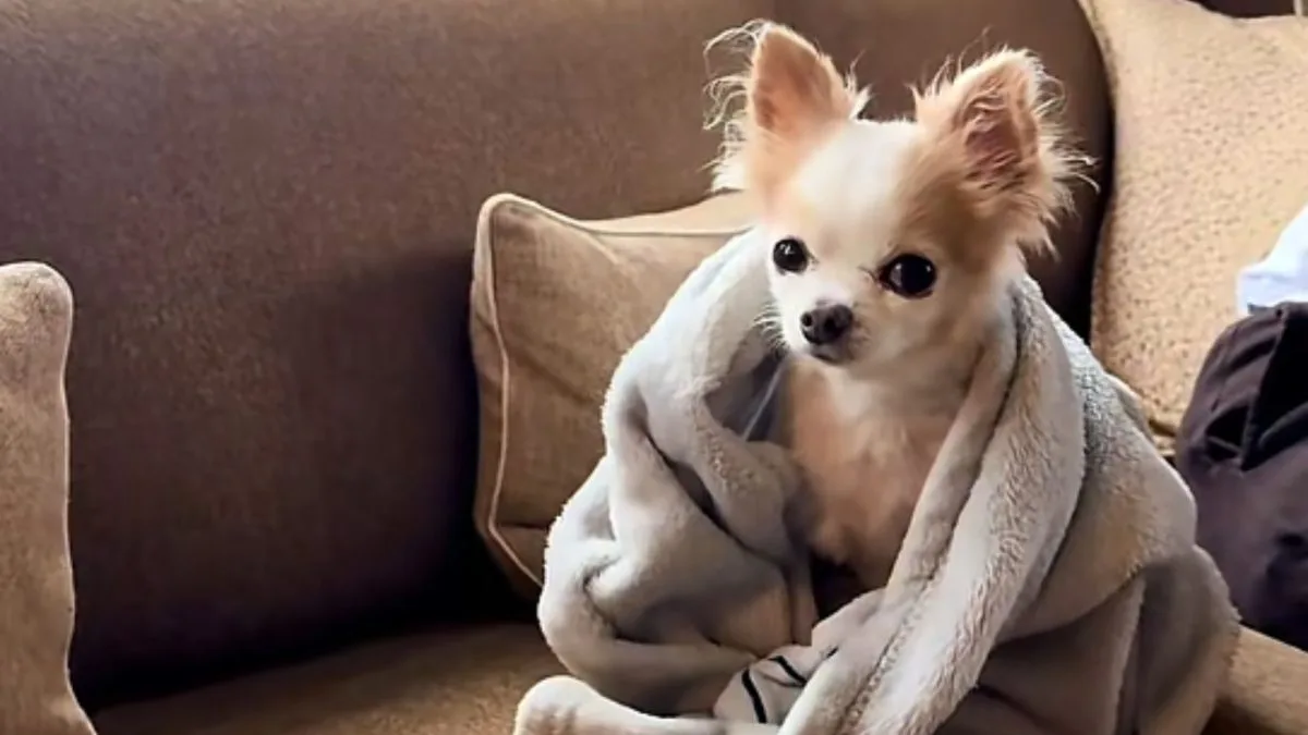 Chihuahua com câncer tinha 11 anos e enfrentava últimas semanas de quimioterapia quando sua dona tomou uma decisão inesperada: abandonar as férias de verão e levá-lo para ilha particular na Noruega