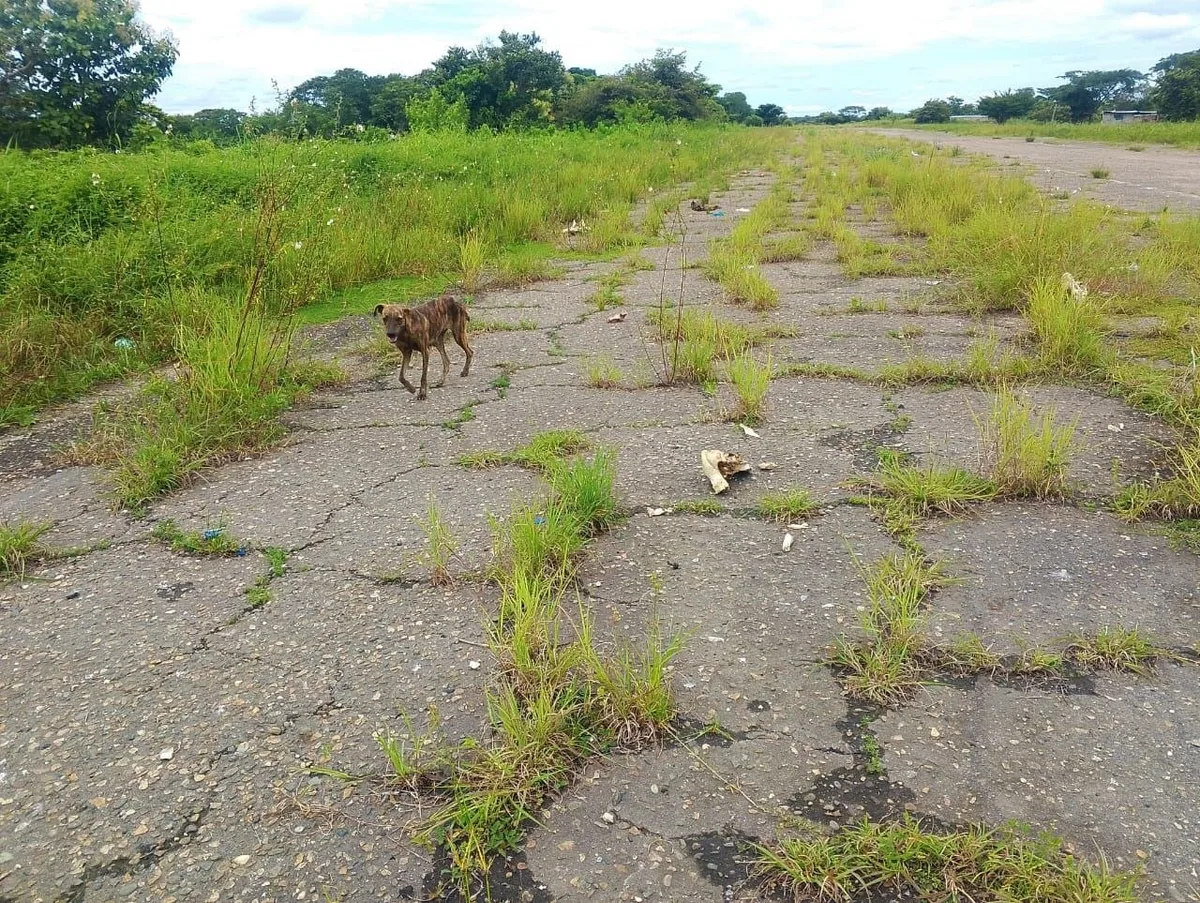 ¡Insólito! En Mantecal usan pista de aterrizaje como matadero clandestino