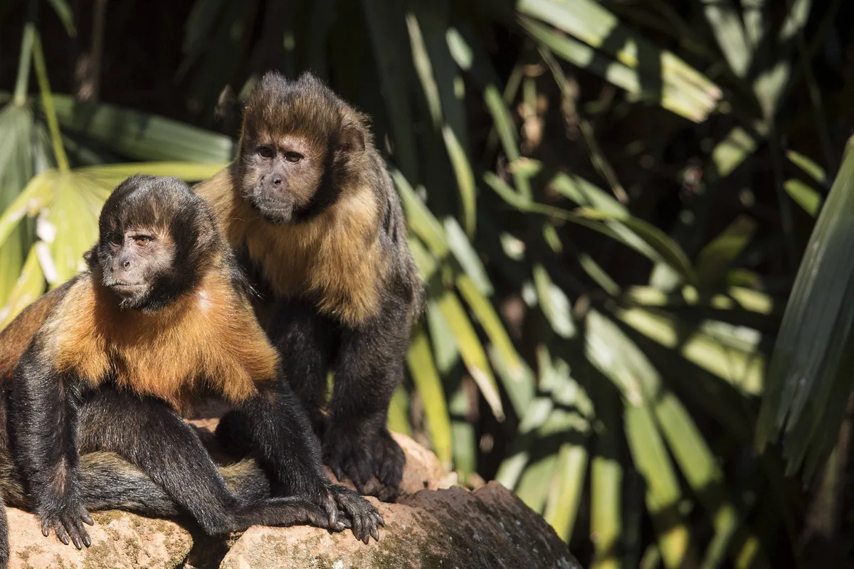 'Paisagem do medo' faz macacos e elefantes mudarem rotas para evitar caçadores
