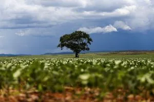 IFI inclui terra e energia em estimativa e vê economia acima do limite estrutural