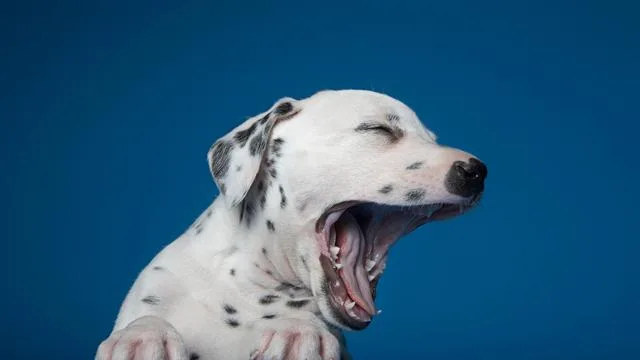 Mit Hund schlafen: Bloß keine schlafenden Hunde wecken