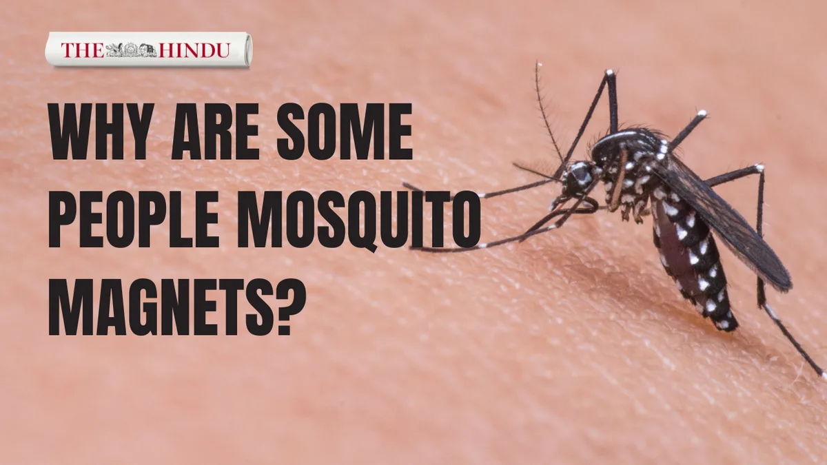 Why are some people mosquito magnets?
