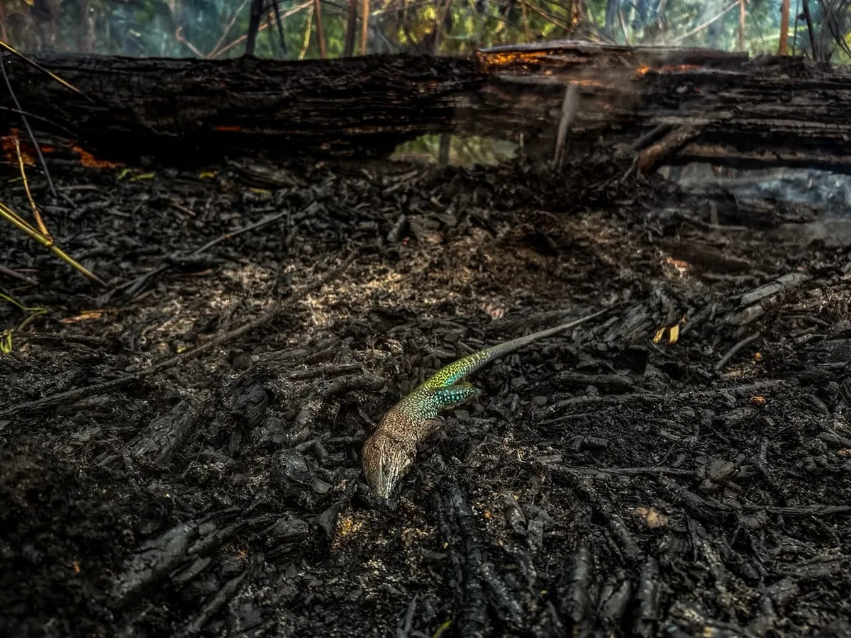 Comunidade Canaçari, em Itacoatiara, enfrenta incêndio há 20 dias