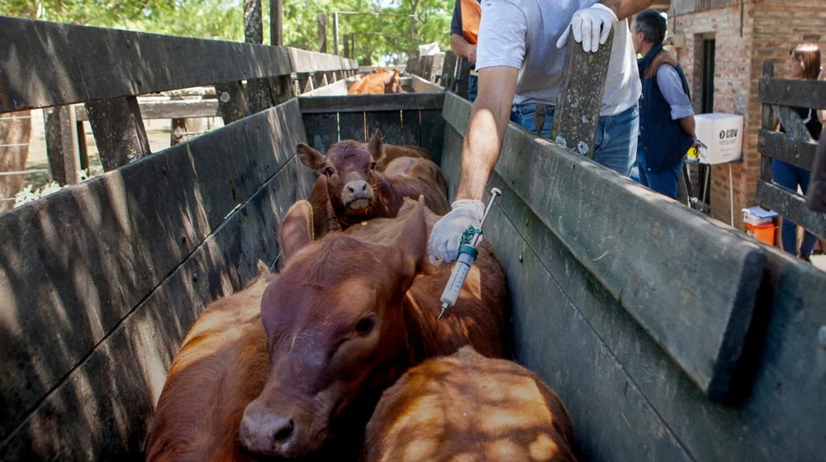 Polémica por la vacunación contra la aftosa: el campo bonaerense pide frenar la norma del SENASA