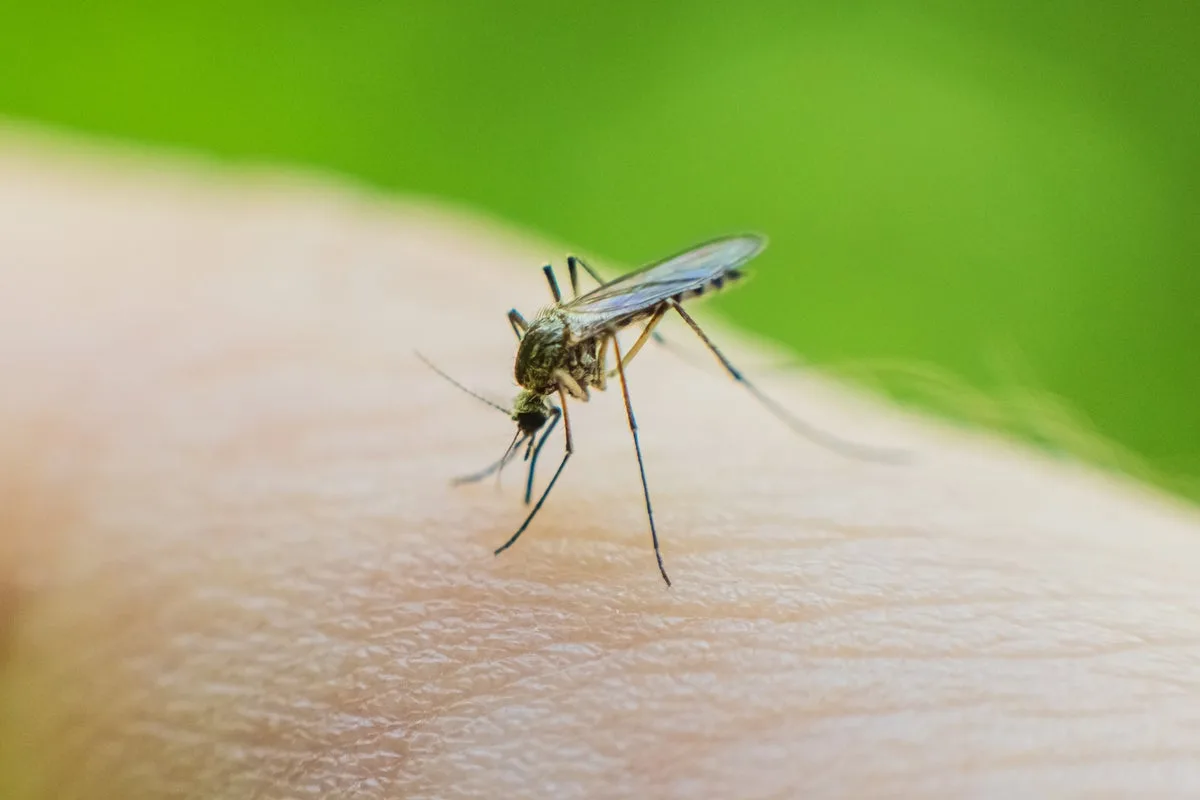Mosquito that carries Dengue and Zika virus found breeding in UK for first time