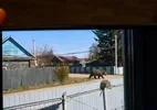 Russa é multada em R$ 900 por imagem de urso com IA que mobilizou busca