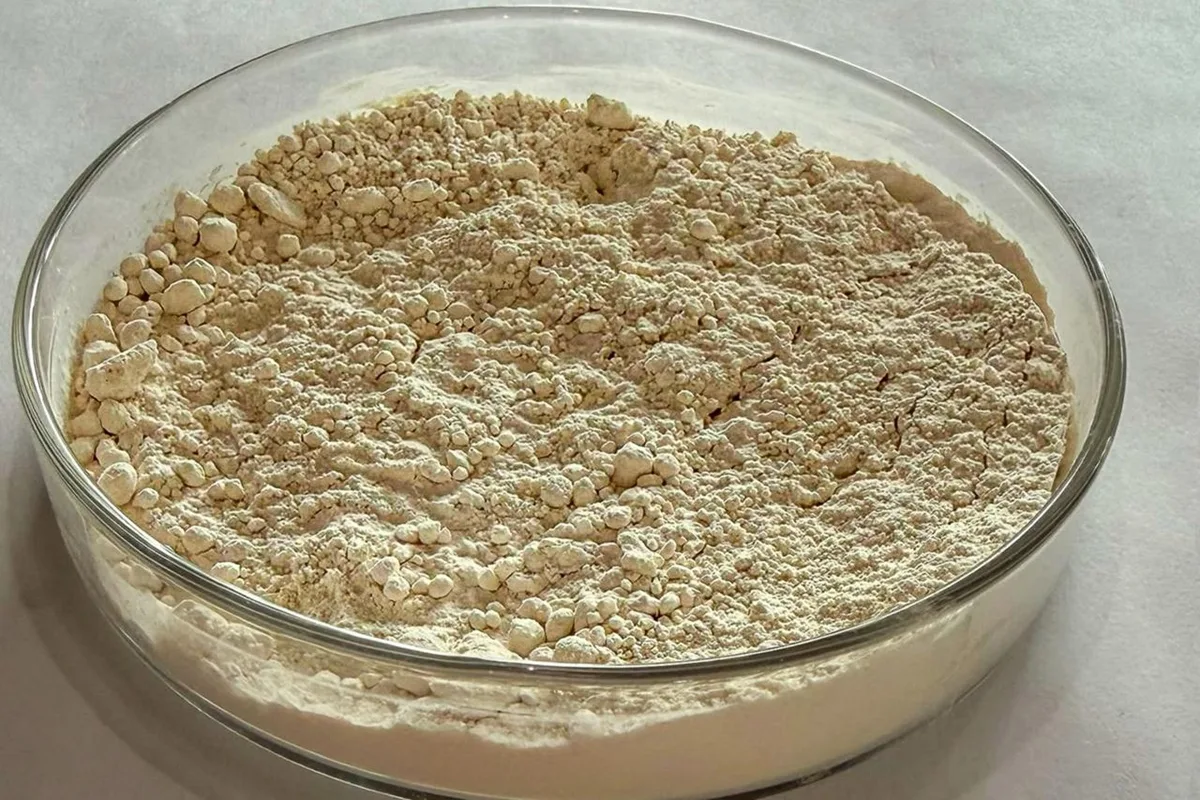 Pesquisa brasileira transforma grãos quebrados de feijão em proteína