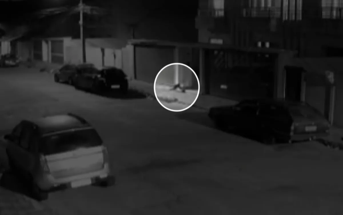 VÍDEO: Câmera flagra cachorro 'furtando' celular de adolescente e caso viraliza em MG