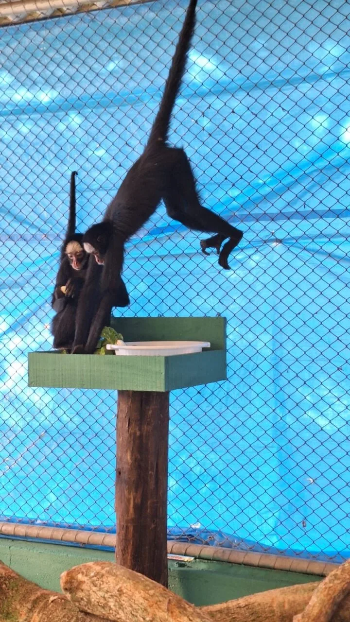 Fêmeas de macaco-aranha, espécie ameaçada de extinção, chegam a zoo de Foz em avião solidário