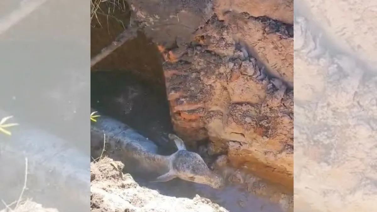 Resgate de novilha que caiu em buraco com lama mobiliza bombeiros e Defesa Civil no interior de SP