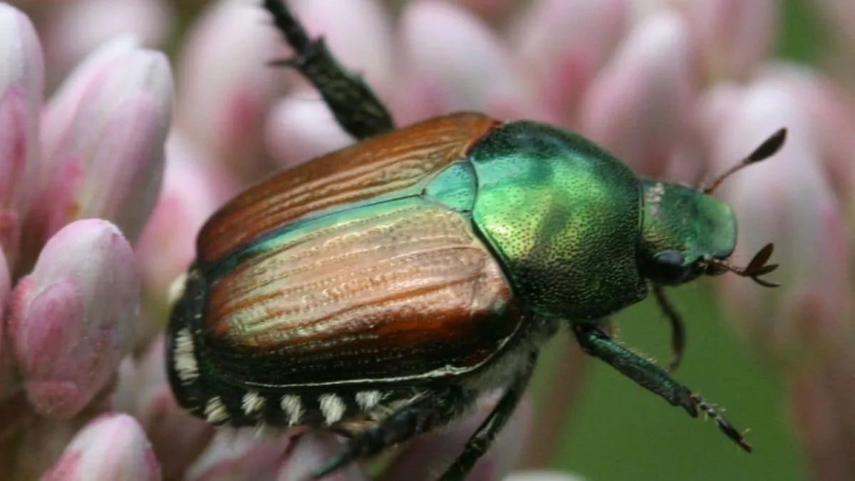 An invasive beetle wiped out black ash trees across parts of North America