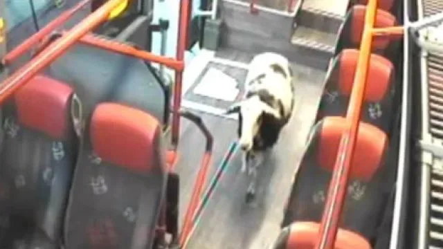 Ovelha em fuga embarca em autocarro (e passa por lavagem) na Alemanha