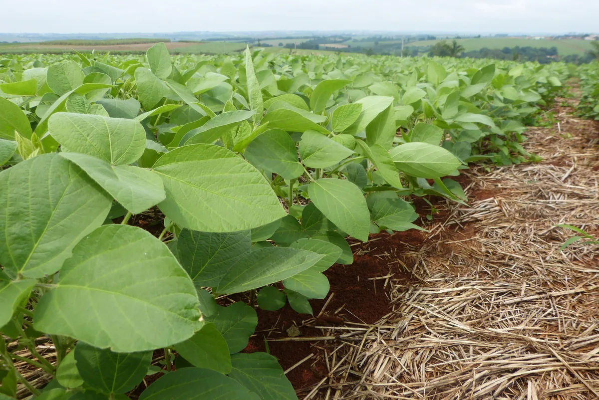 Primeiro biofungicida brasileiro 100% à base de metabólitos é registrado para soja
