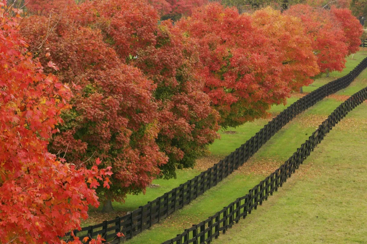 The US fall foliage forecast is out. Here’s where to see the most vibrant colors this year