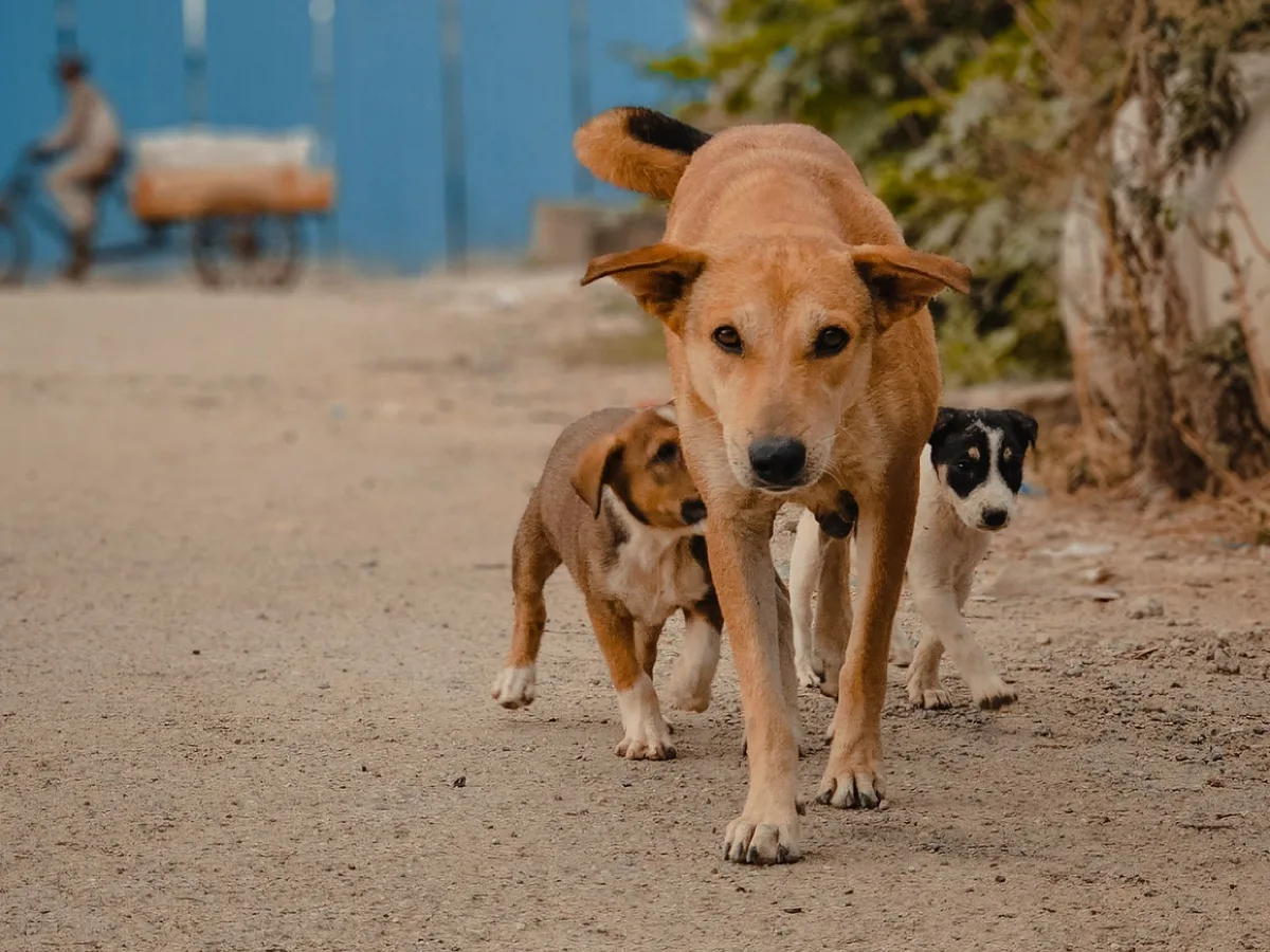 Por que cães grandes envelhecem mais rápido e costumam viver menos que os pequenos?
