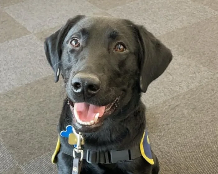 The pet I’ll never forget: Orlando was paralysed and almost died – then became the perfect guide dog