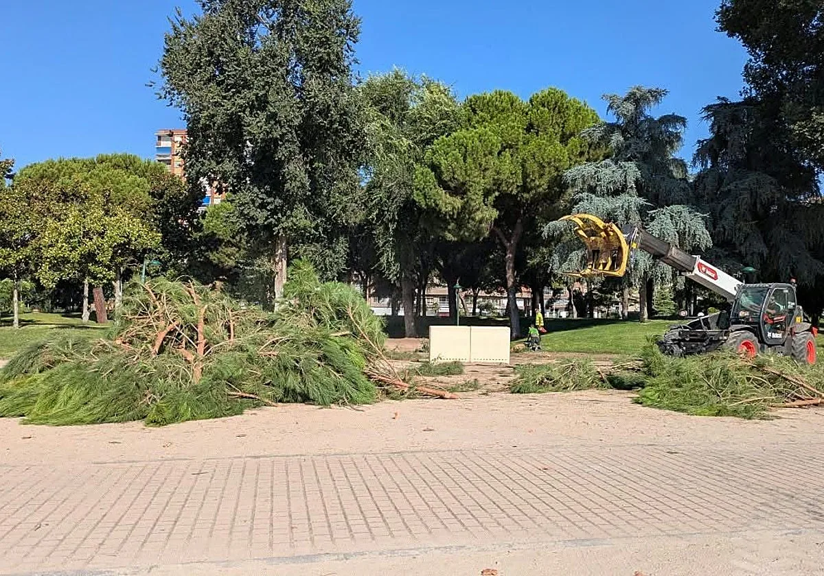 El PSOE de Talavera denuncia la «tala masiva» de árboles en el parque de La Alameda