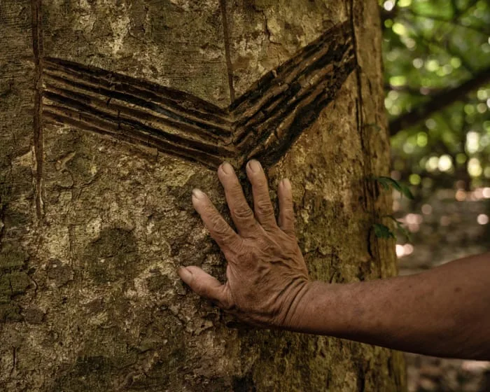 ‘Carbon fever’ threatens hard-won Indigenous rights in Bolivian Amazon
