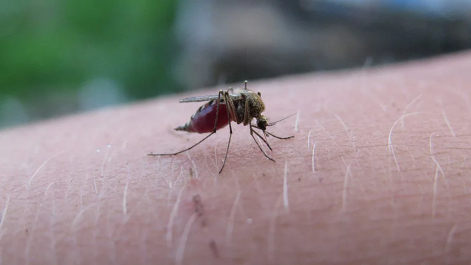 Dia Mundial do Mosquito: Sete truques e cuidados simples para evitar picadas nas noites de verão