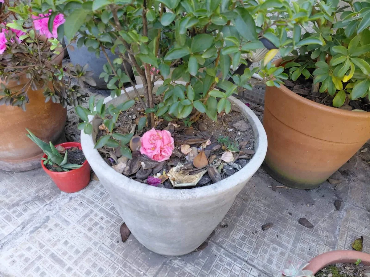 Jardineira