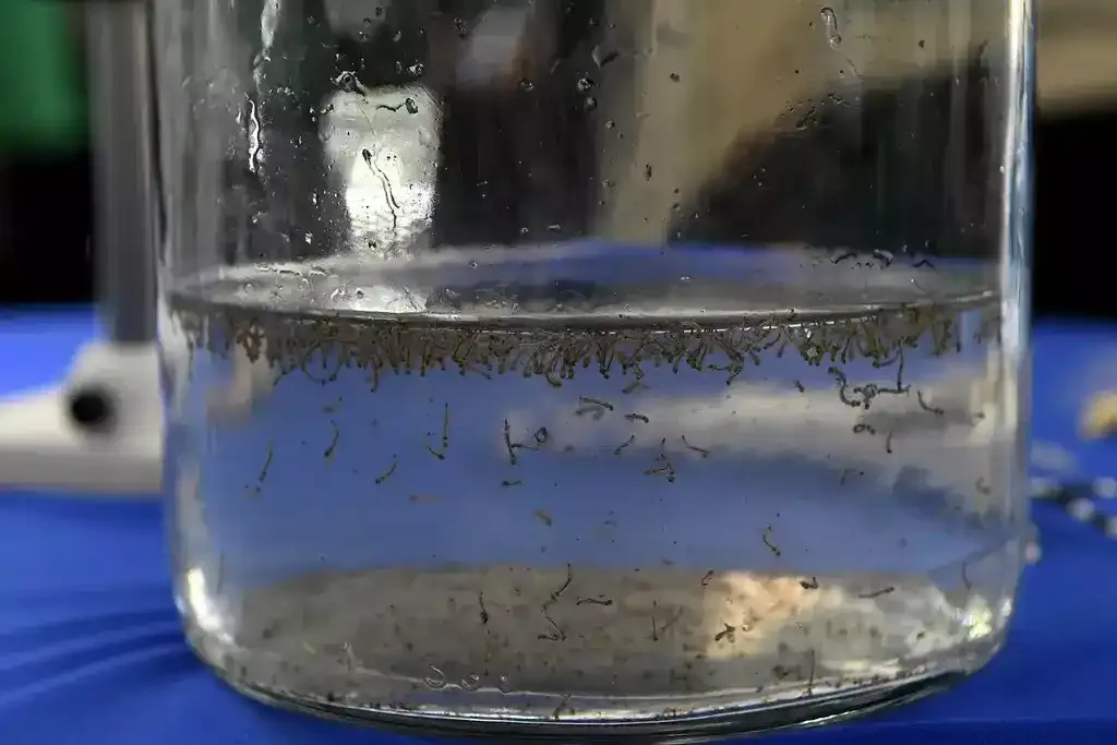 Após alta em julho, contagem de ovos do Aedes aegypti cai na Capital
