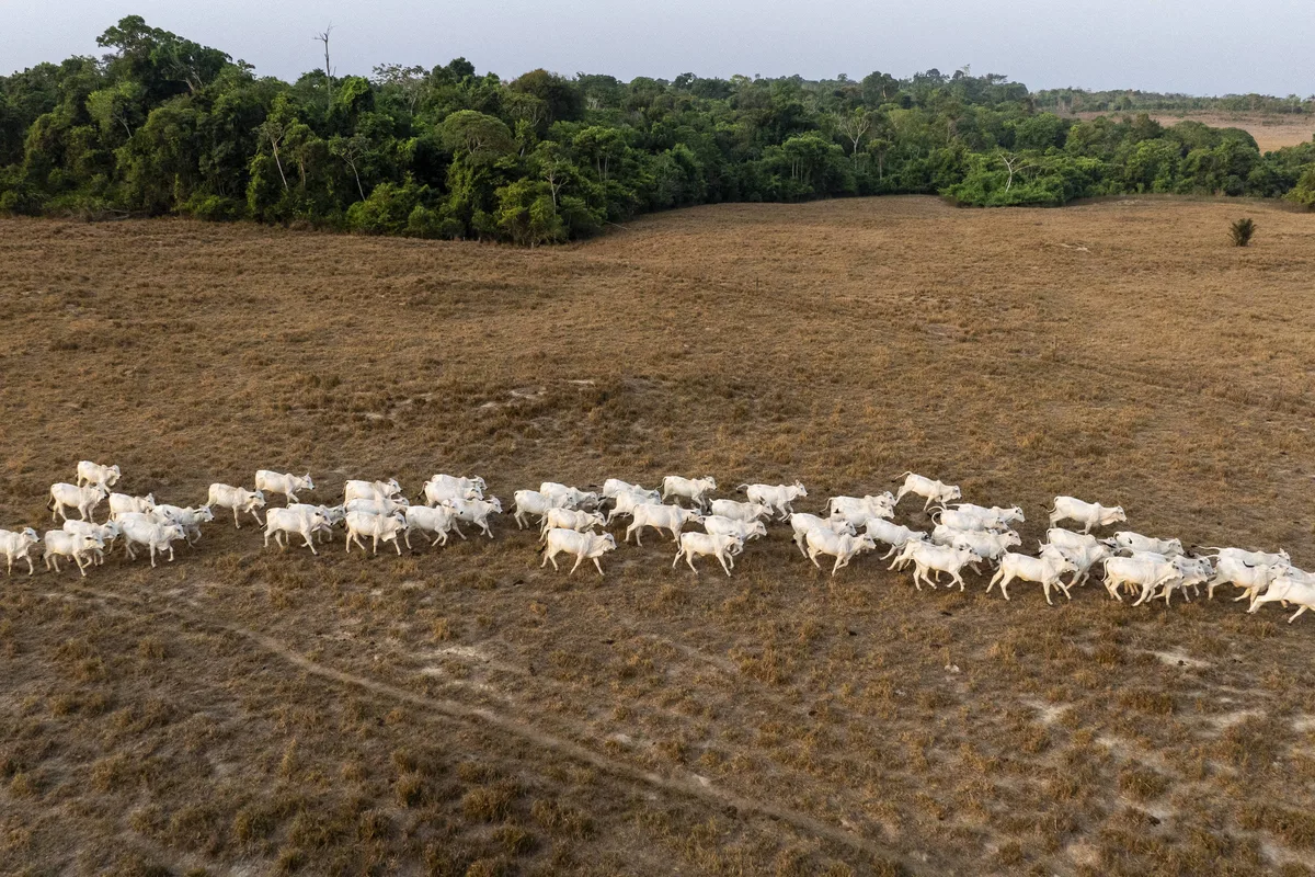 Reforma tributária aumenta emissão de carbono com desoneração de proteína animal e energia