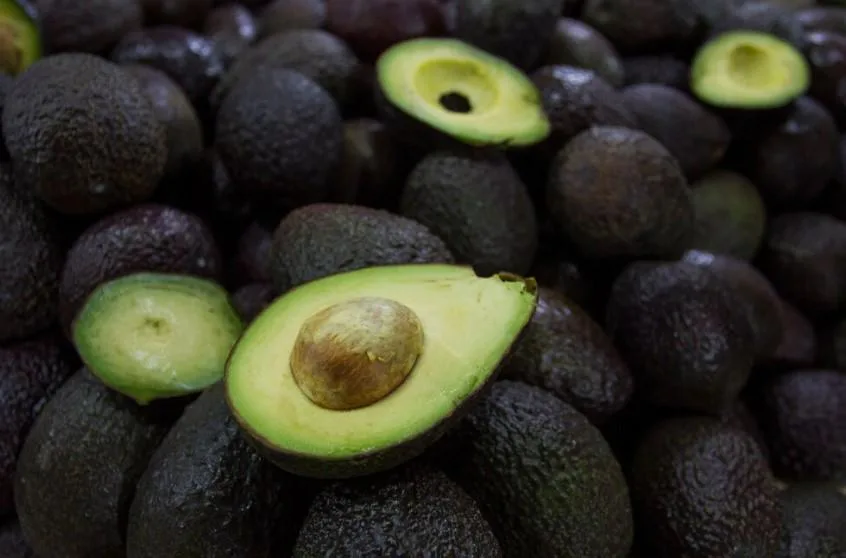 Aguacates que se exportan a China llevan sello de La Familia Michoacana