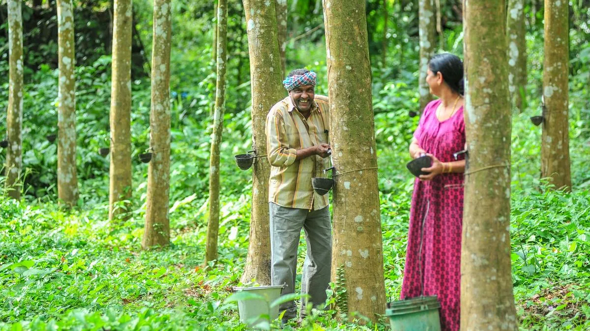 From idle plots to tapping trails: rubber boom lifts hopes for stakeholders in Keralam