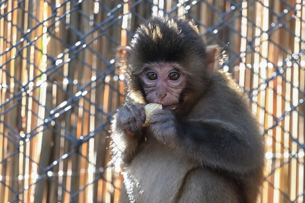 London man who led global monkey torture network jailed after sharing sadistic videos online
