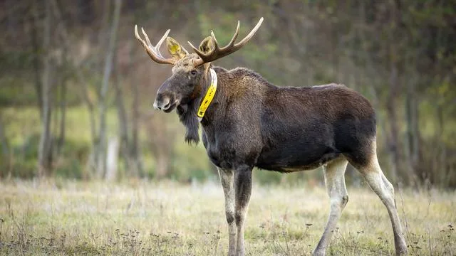 Wildtierforschung: Er war ein Maskottchen mit GPS-Halsband: Elch Bert ist tot