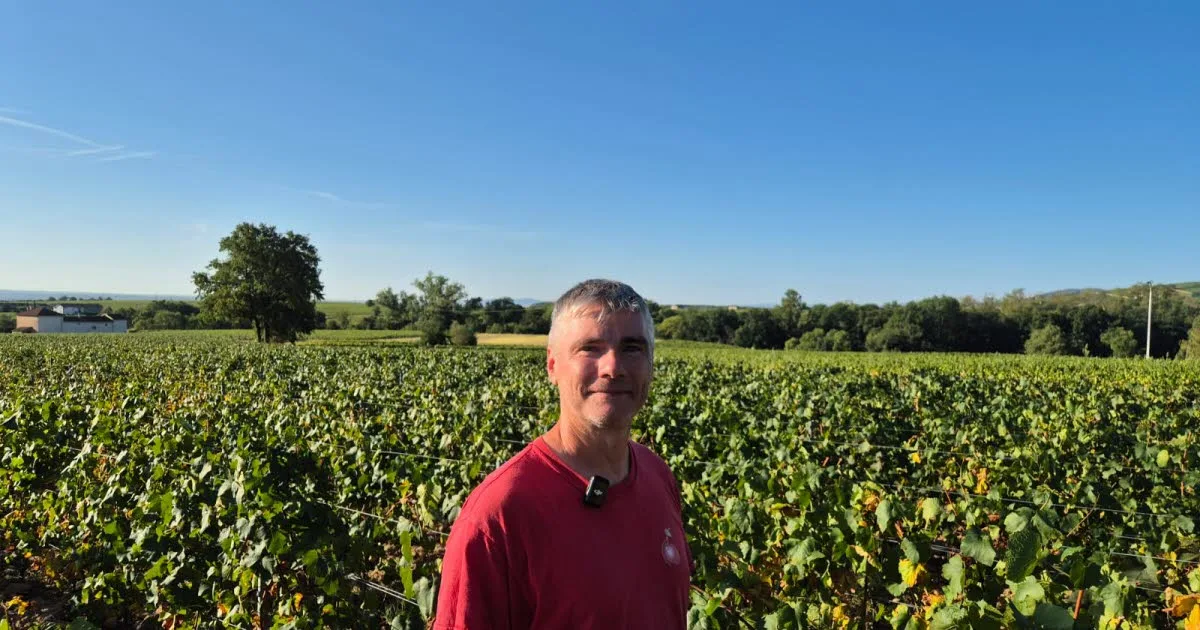 Rhône. « On plante pour l’avenir » : avec les chaleurs, les jeunes parcelles de vignes ont souffert