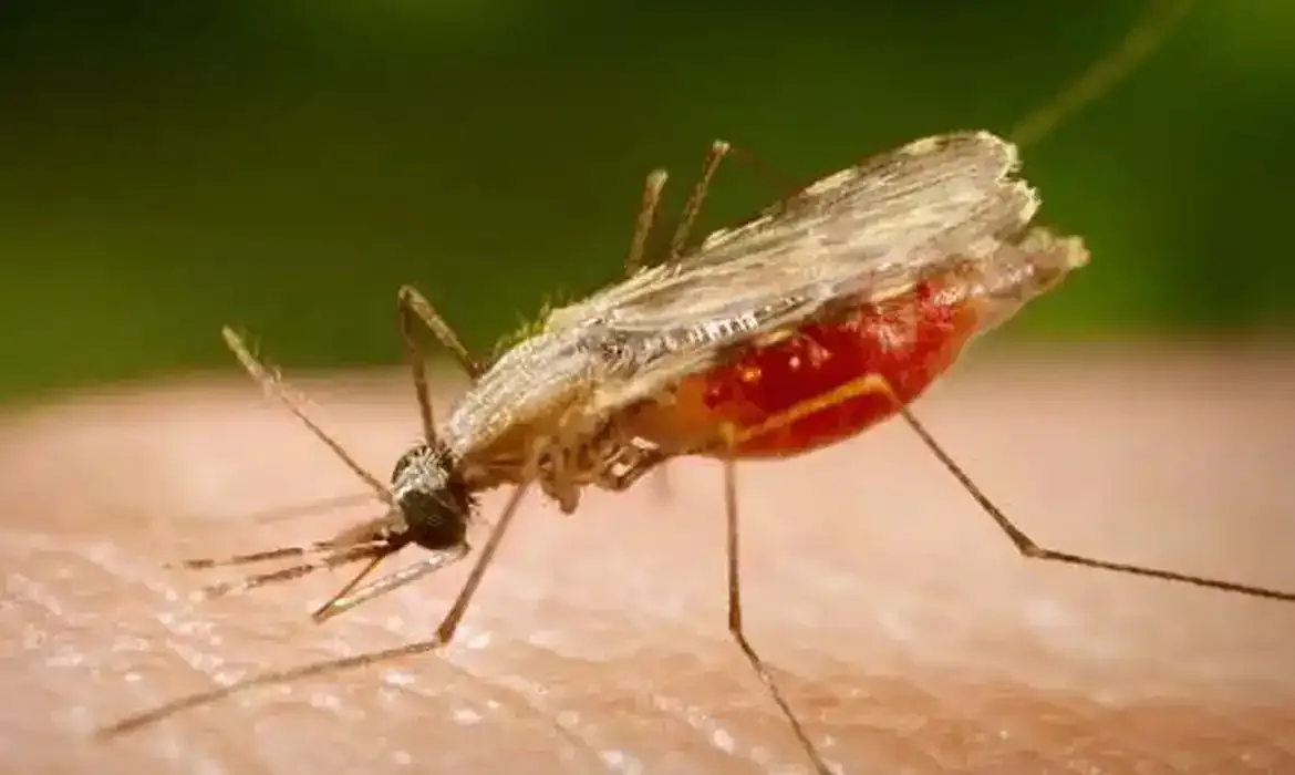 Vacina brasileira contra malária recebe aval para testes em humanos