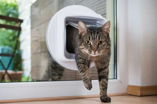Cat owners told to make change to cat flap, doors and windows before November