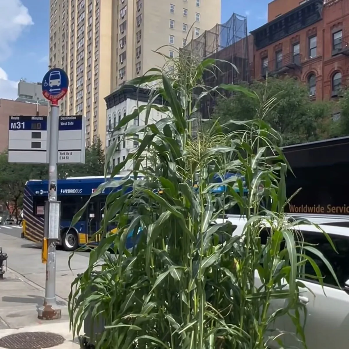 Neighbors Rally After a Manhattan Preschool’s Corn Stalks Are Vandalized