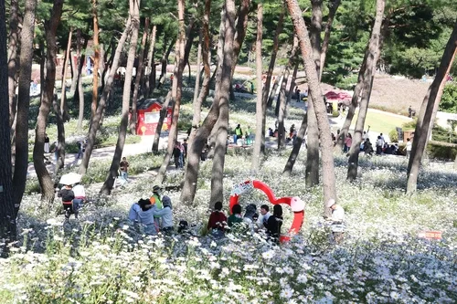 "은은한 향에 취하다"…정읍 구절초 꽃축제 이번 주 '만개'