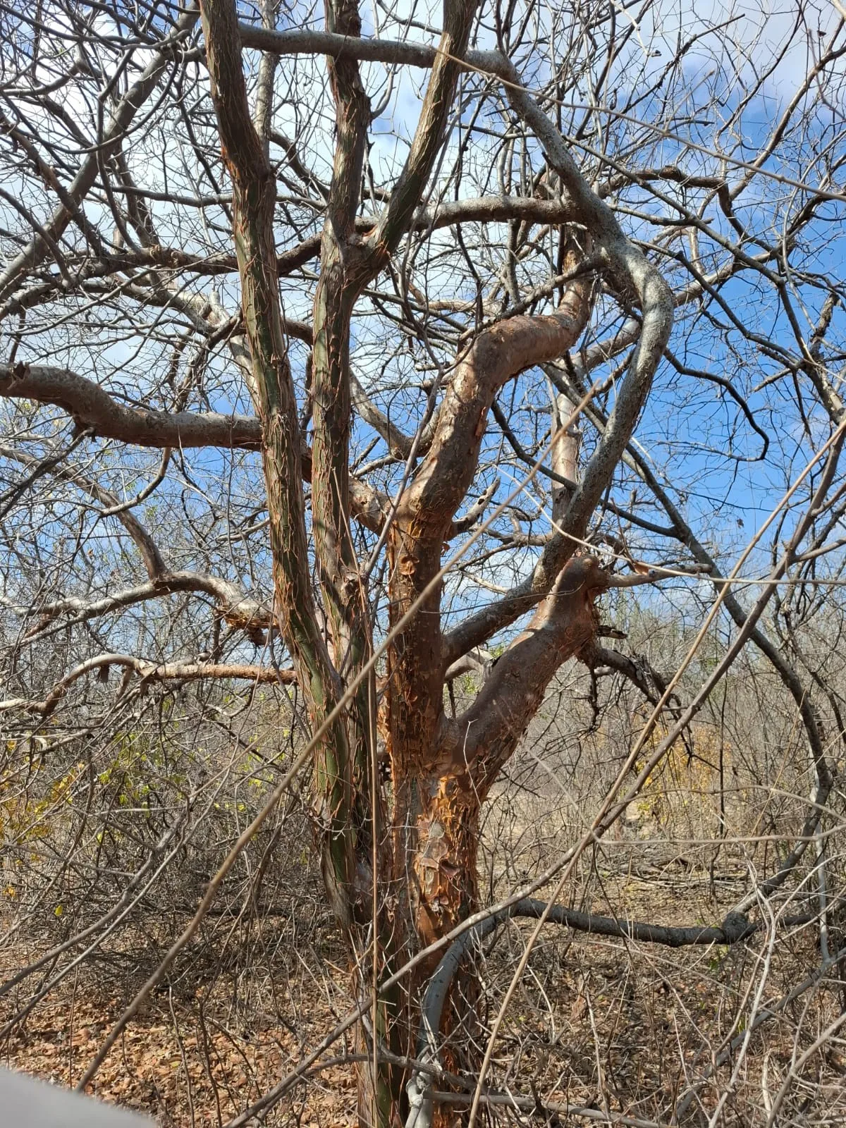 Ocos de umburana funcionam como refúgio para até 98 anfíbios durante a seca na Caatinga, revela estudo
