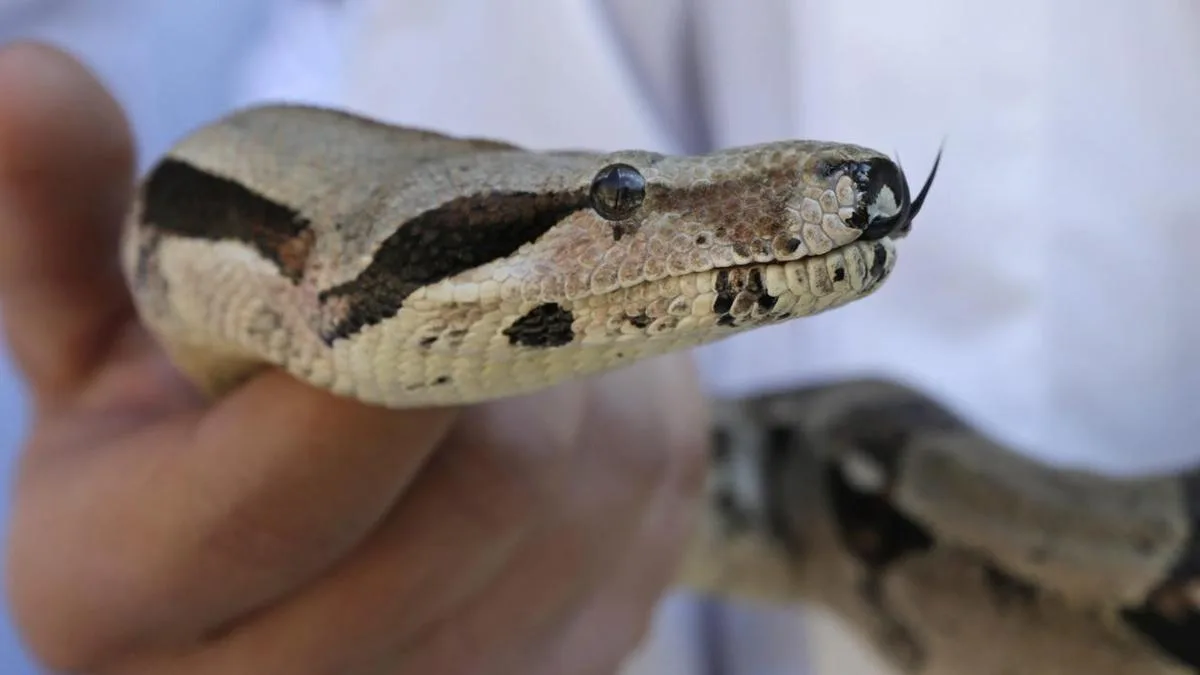 French driver opens car bonnet to find 1.5-metre boa