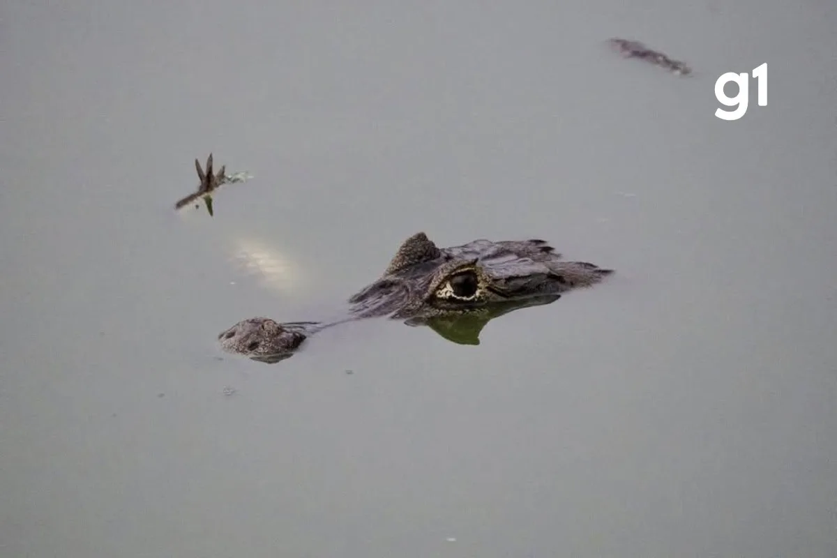 VÍDEO: jacaré é flagrado com corpo de outro na boca no Pantanal de MT; biólogo explica canibalismo