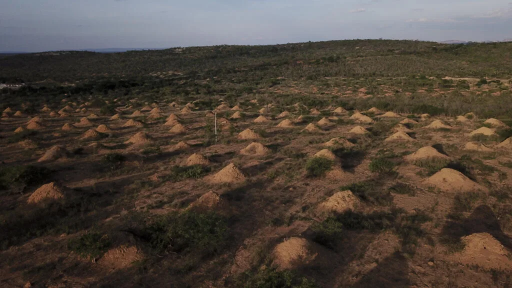 La climatisation «naturelle» des insectes