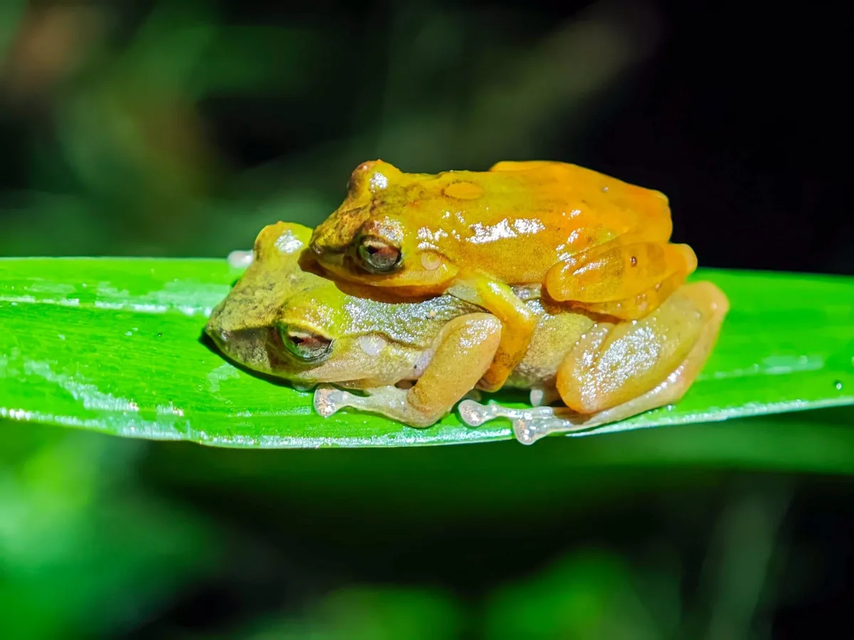 Descubren en Ecuador una nueva especie de rana que permaneció confundida con otra durante más de un siglo