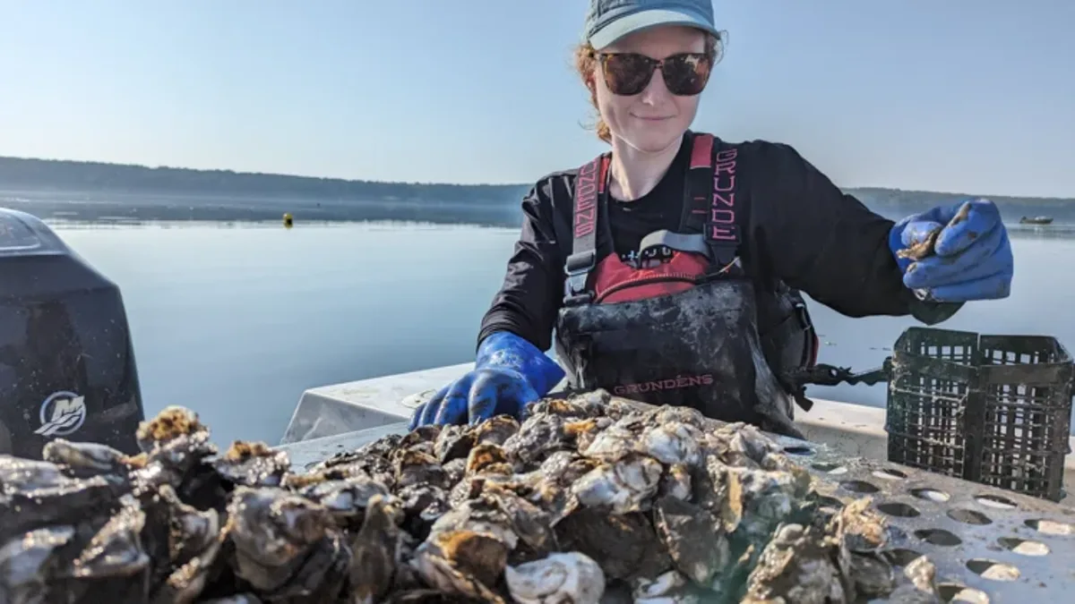 A Maine oyster farm is testing a floating conveyor that moves oyster baskets through water and air