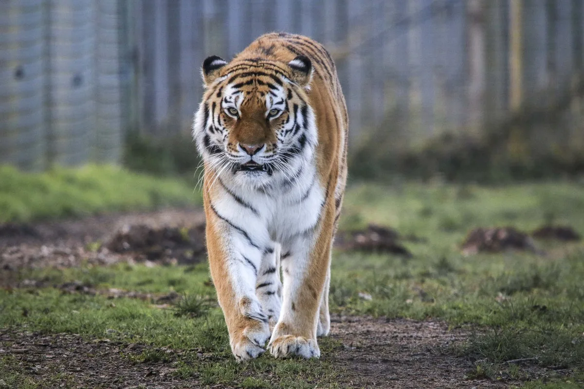 Yorkshire tiger latest: Man seriously injured after being attacked by big cat in wildlife park enclosure