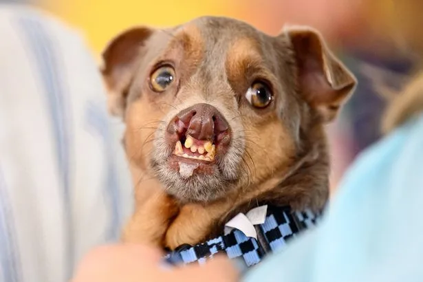 World's Ugliest Dog 2026 crowned as Pug Jinny Lu chases away tough competition