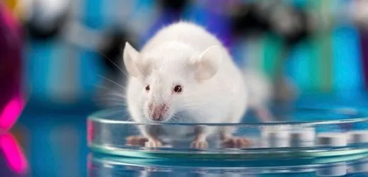 Wenn männliche Mäuse einsam sind, neigen sie zum Alkohol