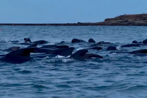 Rescue mission launched to save pod of more than 30 whales after mass stranding