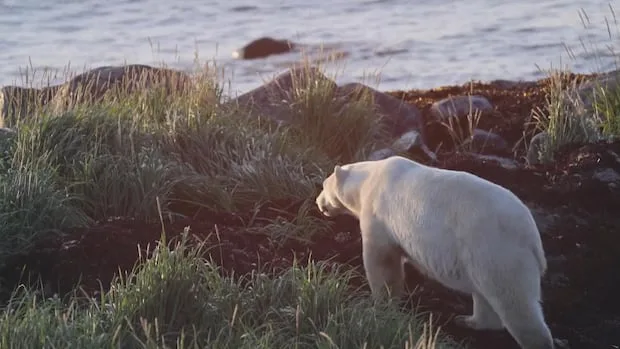 Paddler shoots and kills polar bear along Hudson Bay coast in Manitoba, province says